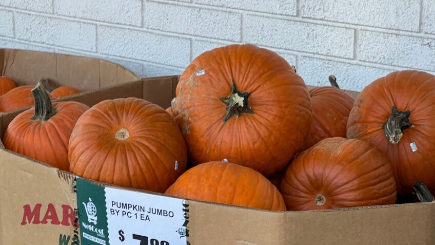 Large orange pumpkins displayed in a box for sale